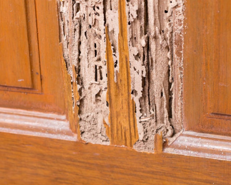 termite-inside-wood-damage-630x450